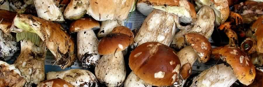 funghi